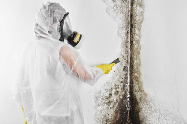 Mold Testing and Removal in Beaufort, SC
