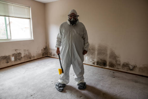 Office Mold Removal Services in Beaufort, SC