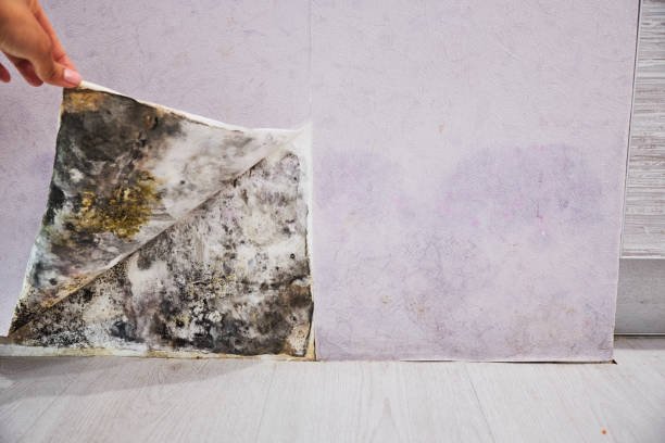 Best Mold Damage Repair  in Beaufort, SC